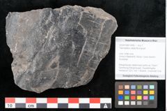 Foto (Objekt + Etikett) von Taeniopteris vittata Brongniart (NHMW-GEO-2024-0188-10490)
